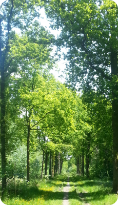 Wandelcoaching in het bos; lekker buiten aan de slag met uw coachingsthema